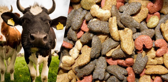 Veterinary & Animal Feed