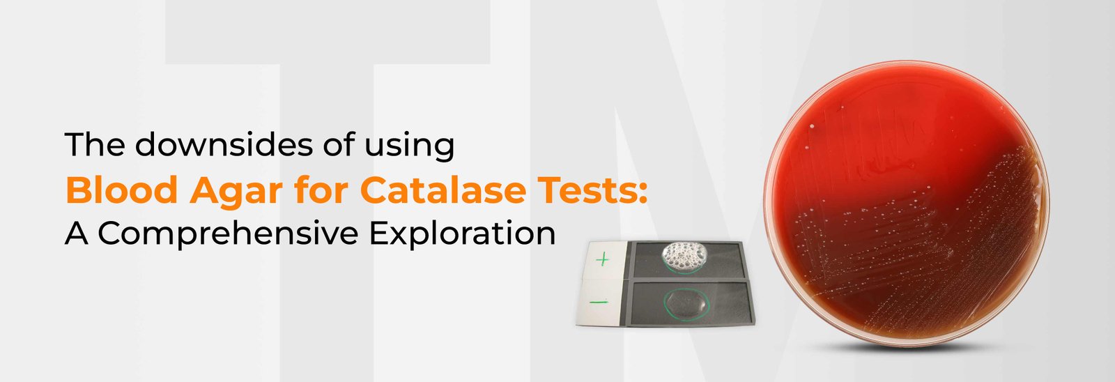 The Downsides of Using Blood Agar for Catalase Tests: A Comprehensive Exploration